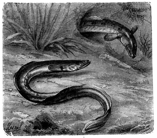 ‘The Eel Question’ by George Elliott (Bi-curious George), co-produced with Brid Addison-Child